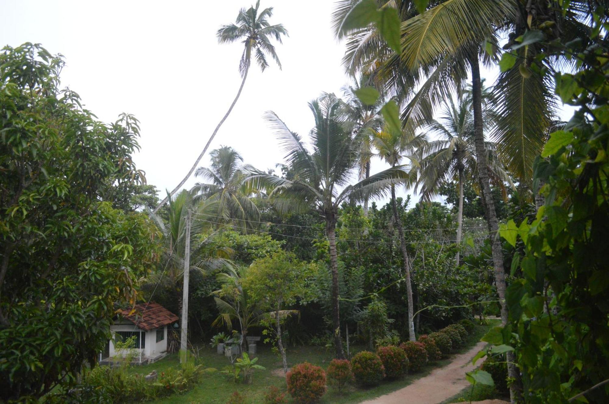 Hotel Coconut Grove - Midigama-Est Extérieur photo